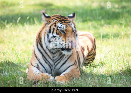 Elegante tiger con leccamento tongue in estate natura parco safari, le tigri del Bengala in zoo nel paesaggio naturale. Foto Stock