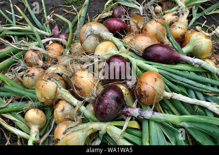 La pila di fresco raccolte mature assortiti onion lampadine nel giardino vegetale Foto Stock