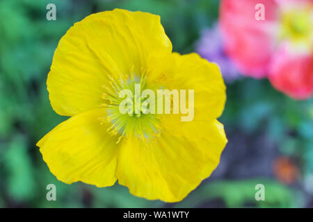 Bellissimo luminoso giallo fiore vista superiore, papavero fiore in primavera la natura sfondo, papaveri in fiore fiore. Foto Stock