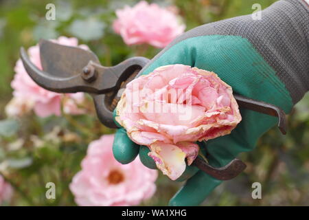 Rosa 'Silver Giubileo". Sbiadita Rose sboccia a vuoto con secateurs per prolungare la fioritura - estate. Regno Unito Foto Stock