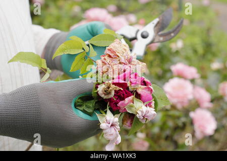 Rosa 'Silver Giubileo". Sbiadita Rose sboccia a vuoto con secateurs per prolungare la fioritura - estate. Regno Unito Foto Stock