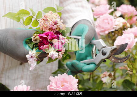 Rosa 'Silver Giubileo". Sbiadita Rose sboccia a vuoto con secateurs per prolungare la fioritura - estate. Regno Unito Foto Stock