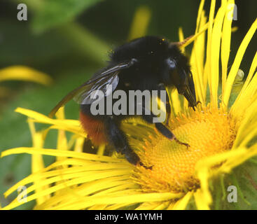 Un lavoratore red-tailed bumblebee (Bombus lapidaries) alimenta su un inula fiore (Inula hookeri. Bedgebury Forest, Hawkhurst, Kent. Regno Unito. Foto Stock