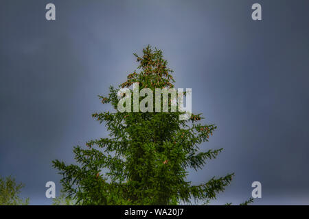 Di Crohn grande abete rosso con i coni su uno sfondo di cielo nuvoloso. Grande evergreen abete. Gli sfondi di foresta. Foto Stock