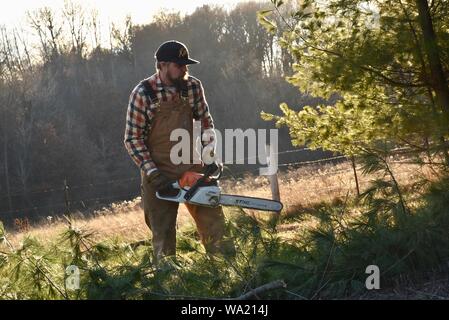 Montare l'uomo in tuta il taglio di pino con Stihl chainsaw nel tardo autunno al tramonto, taglio per albero di Natale o di cancellazione di boschi, Wisconsin, STATI UNITI D'AMERICA Foto Stock