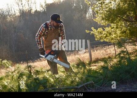 Montare l'uomo in tuta il taglio di pino con Stihl chainsaw nel tardo autunno al tramonto, taglio per albero di Natale o di cancellazione di boschi, Wisconsin, STATI UNITI D'AMERICA Foto Stock