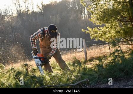 Montare l'uomo in tuta il taglio di pino con Stihl chainsaw nel tardo autunno al tramonto, taglio per albero di Natale o di cancellazione di boschi, Wisconsin, STATI UNITI D'AMERICA Foto Stock