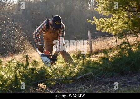 Montare l'uomo in tuta il taglio di pino con Stihl chainsaw nel tardo autunno al tramonto, taglio per albero di Natale o di cancellazione di boschi, Wisconsin, STATI UNITI D'AMERICA Foto Stock