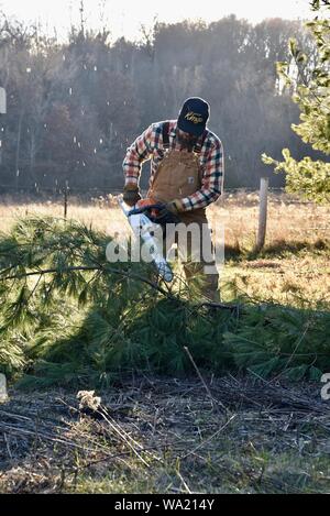 Montare l'uomo in tuta il taglio di pino con Stihl chainsaw nel tardo autunno al tramonto, taglio per albero di Natale o di cancellazione di boschi, Wisconsin, STATI UNITI D'AMERICA Foto Stock