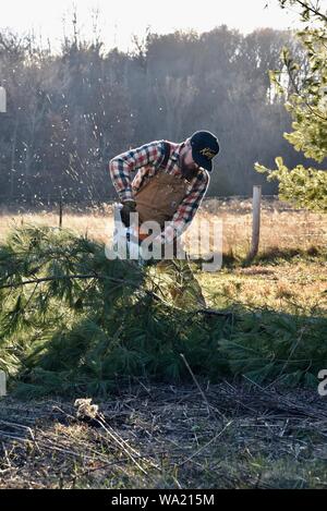 Montare l'uomo in tuta il taglio di pino con Stihl chainsaw nel tardo autunno al tramonto, taglio per albero di Natale o di cancellazione di boschi, Wisconsin, STATI UNITI D'AMERICA Foto Stock