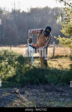 Montare l'uomo in tuta il taglio di pino con Stihl chainsaw nel tardo autunno al tramonto, taglio per albero di Natale o di cancellazione di boschi, Wisconsin, STATI UNITI D'AMERICA Foto Stock