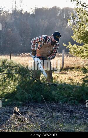 Montare l'uomo in tuta il taglio di pino con Stihl chainsaw nel tardo autunno al tramonto, taglio per albero di Natale o di cancellazione di boschi, Wisconsin, STATI UNITI D'AMERICA Foto Stock