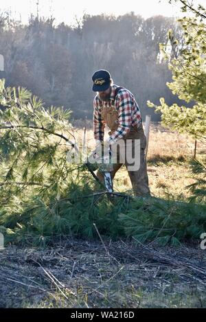 Montare l'uomo in tuta il taglio di pino con Stihl chainsaw nel tardo autunno al tramonto, taglio per albero di Natale o di cancellazione di boschi, Wisconsin, STATI UNITI D'AMERICA Foto Stock