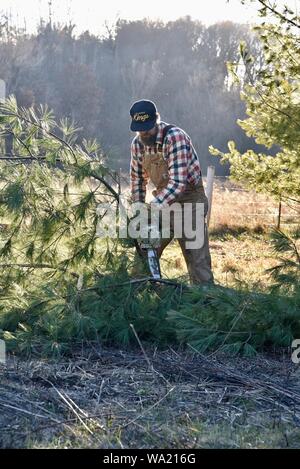 Montare l'uomo in tuta il taglio di pino con Stihl chainsaw nel tardo autunno al tramonto, taglio per albero di Natale o di cancellazione di boschi, Wisconsin, STATI UNITI D'AMERICA Foto Stock