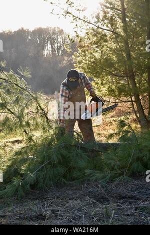 Montare l'uomo in tuta il taglio di pino con Stihl chainsaw nel tardo autunno al tramonto, taglio per albero di Natale o di cancellazione di boschi, Wisconsin, STATI UNITI D'AMERICA Foto Stock