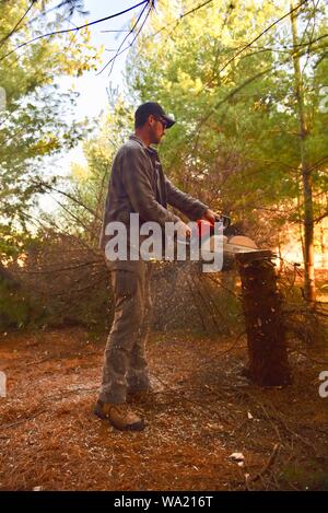 Montare l'uomo il taglio di abbattimento di alberi di pino con Stihl chainsaw nel tardo autunno al tramonto, taglio per albero di Natale o di cancellazione di boschi, Wisconsin, STATI UNITI D'AMERICA Foto Stock