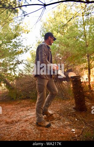 Montare l'uomo il taglio di abbattimento di alberi di pino con Stihl chainsaw nel tardo autunno al tramonto, taglio per albero di Natale o di cancellazione di boschi, Wisconsin, STATI UNITI D'AMERICA Foto Stock