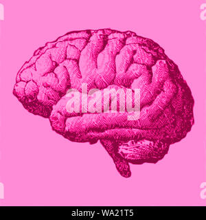 Vista laterale di un cervello, disegno. Cervello malattie degenerative, morbo di Parkinson, Sinapsi, neuroni, il morbo di Alzheimer Foto Stock