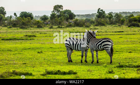 Fotografia paesaggio con due Burchells Zebra abbracciando in primo piano, preso in Kenya. Foto Stock
