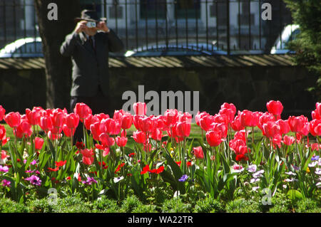 Uomo di fotografare tulip letto floreale in Christchurch Giardini Botanici, Nuova Zelanda Foto Stock