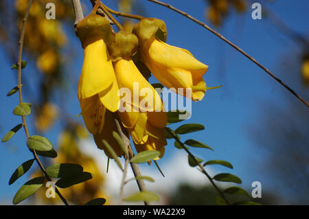 Fiori gialli di Nuova Zelanda Kowhai, Sophora microphylla, Canterbury, Nuova Zelanda Foto Stock