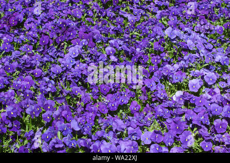 Massa di pansies blu Foto Stock