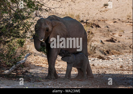 Un adulto Desert Elephant -Loxodonta africana - con il suo vitello alimentazione stessa dalla madre, navigazione lungo il fiume Honaib nel nord-ovest della Namibia. Foto Stock