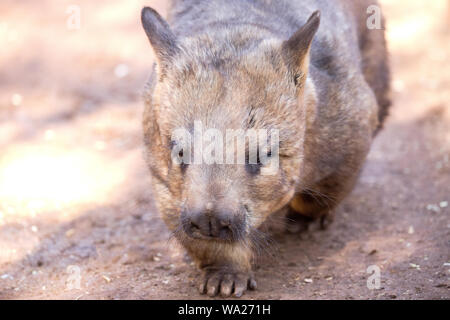 Southern Hairy-becchi Wombat, Lasiorhinus latifrons, Australia Meridionale Foto Stock