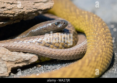 Altamente velenosi Entroterra Australiano Taipan Foto Stock