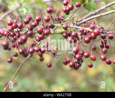 Bacche rosse o, più correttamente, pomes, di biancospino (Crataegus monogyna) in autunno il richiamo degli uccelli che distribuiscono i semi. Bedgebury Forest, Ken Foto Stock