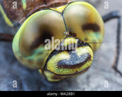 Sedge Darner testa a forma di libellula Closeup Foto Stock