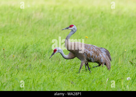 Minor Sandhill gru coppia in un campo Foto Stock