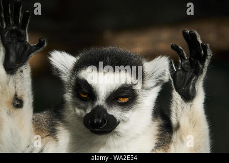 Anello-tailed lemur Foto Stock