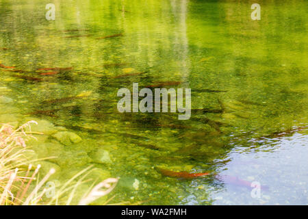 Il salmone selvatico congregazione Foto Stock