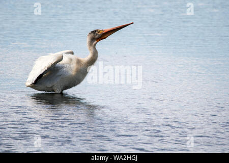 Pellicano stretching in un lago d'acqua dolce in Colorado Foto Stock