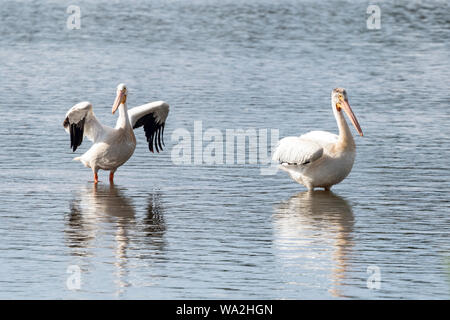 Una coppia di American pellicani bianchi poggiano su un piccolo lago in Colorado Foto Stock