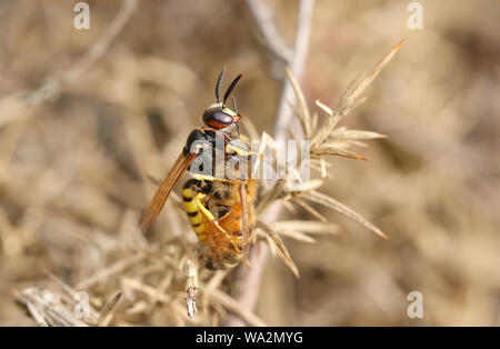 Un lupo Bee Wasp, Philanthus triangulum, con la sua preda che ha appena preso un lavoratore il miele delle api, Apis mellifera, appollaiato su un Gorse Bush. Foto Stock