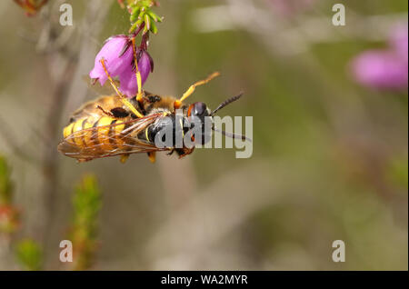 Un lupo Bee Wasp, Philanthus triangulum, con la sua preda che ha appena preso un lavoratore il miele delle api, Apis mellifera, arroccato su di un fiore di erica. Foto Stock