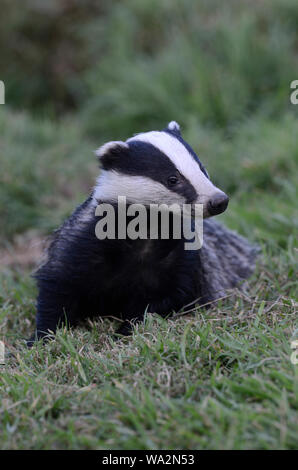 badger meles meles Dorset Regno Unito Foto Stock