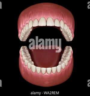 Anatomia dentale - Aperte le dentiere. Dal punto di vista medico dentale preciso 3D illustrazione Foto Stock