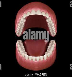 Anatomia dentale - Aperte le dentiere. Dal punto di vista medico dentale preciso 3D illustrazione Foto Stock
