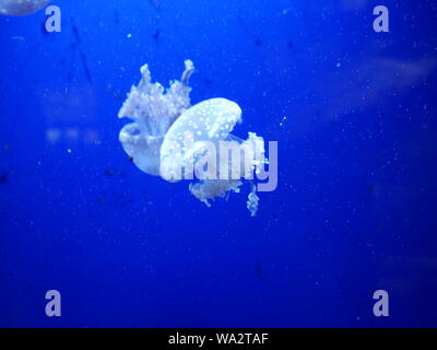 Un bianco meduse nuoto attraverso il profondo blu del mare tropicale di acqua. Foto Stock