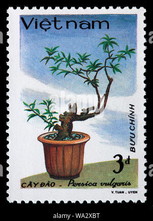Prunus persica, pesche, albero di bonsai, francobollo, Vietnam, 1986 Foto Stock