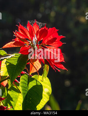 Foglie verdi brillanti e bratte rosse della pianta di poinsettia con una tela ragni filata su di esso, illuminante come la luce del sole splende attraverso di esso da dietro Foto Stock