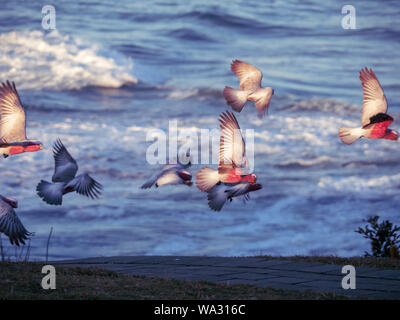 Galah, uccelli australiani che volano, la luce del sole splende sul gregge di Cockatoos rosa e grigio in volo al crepuscolo dell'Oceano Pacifico, paesaggio australiano Foto Stock