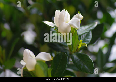 Gardenia Foto Stock