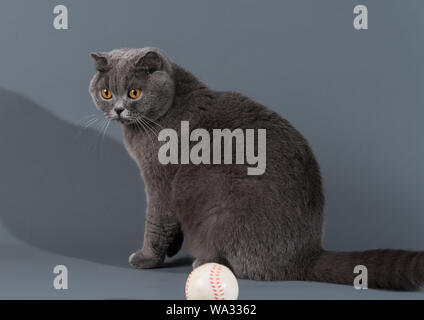 Il corto blue cat cat Foto Stock