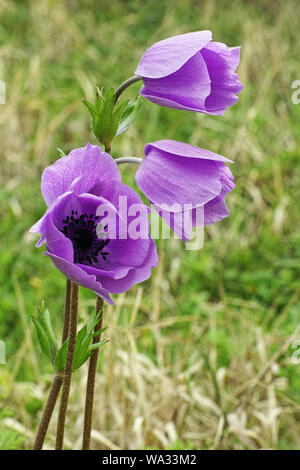 Tre fiori di anemone papavero Foto Stock