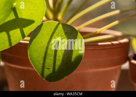 Foglia di una moneta cinese impianto, Pilea peperomioides. Foto Stock