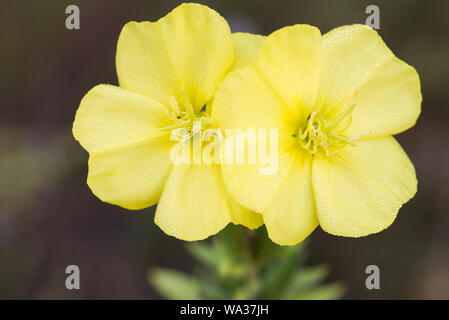 Enotera fiori giallo macro Foto Stock